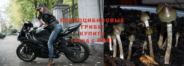 шишки Аркадак